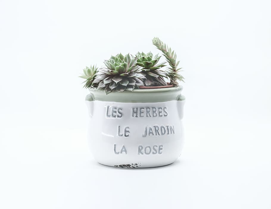 succulent in teal pot, plant, planter, potted plant, vase, pottery HD wallpaper