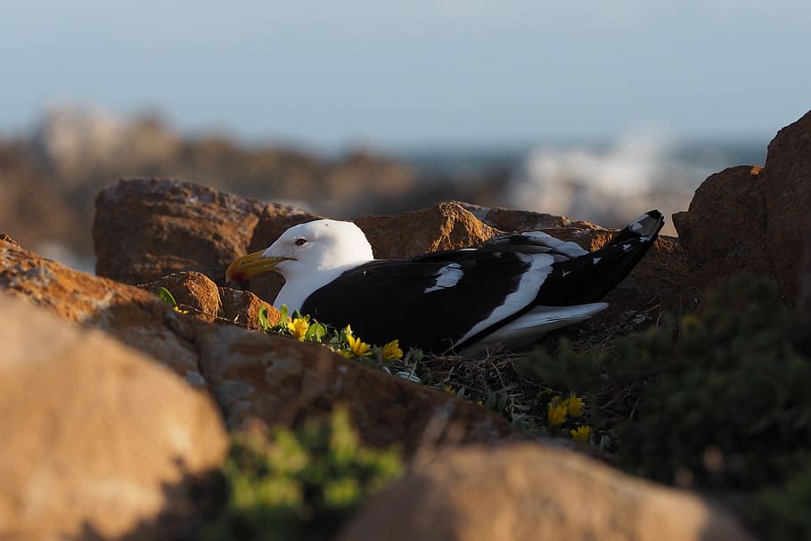 gull, hatching, breed, coast, rock, nest, plumage, birds, nature HD wallpaper