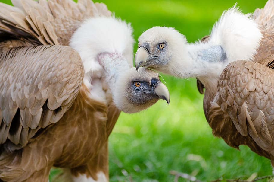 Brown and White Vultures Standing on Grass Field in Close Up Photography during Daytime, HD wallpaper