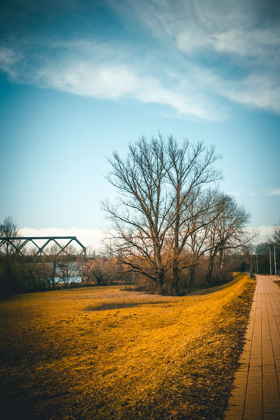 bare trees beside pathway during daytime, road, outdoors, nature HD wallpaper