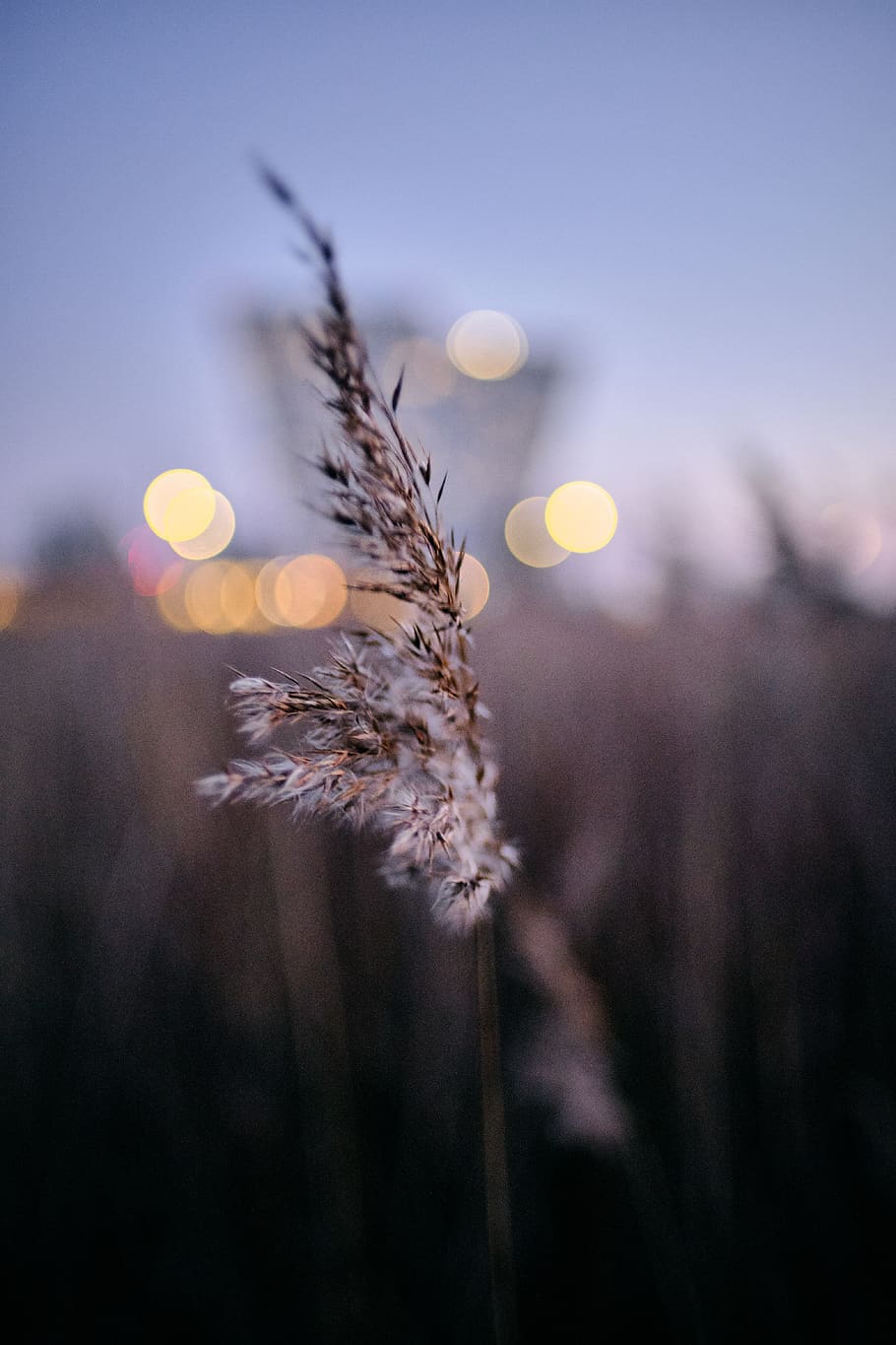 grass with bokeh light background, plant, lawn, reed, nature HD wallpaper