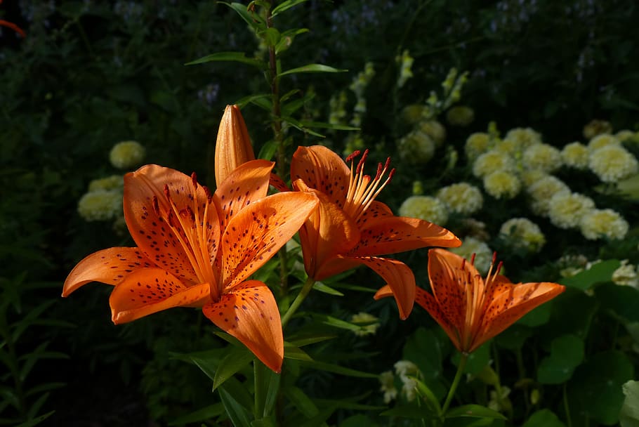 flower, red, bloom, garden, pollen, orange color, plant, petal HD wallpaper