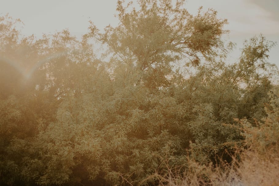 branch, lake, tree, shrub, foliage, creature, living, life HD wallpaper