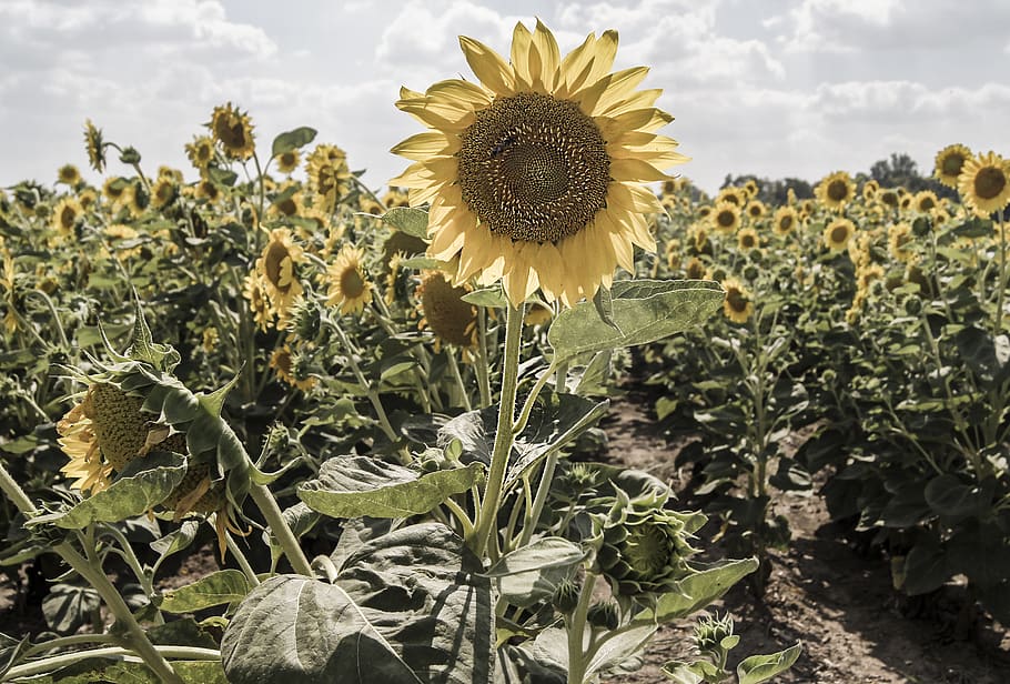 yellow sunflowers, growth, plant, beauty in nature, flowering plant HD wallpaper