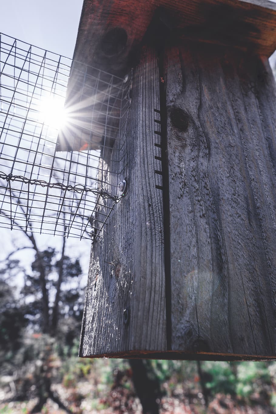 light, flare, forest hill, us, richmond, sunlight, nature, animal HD wallpaper