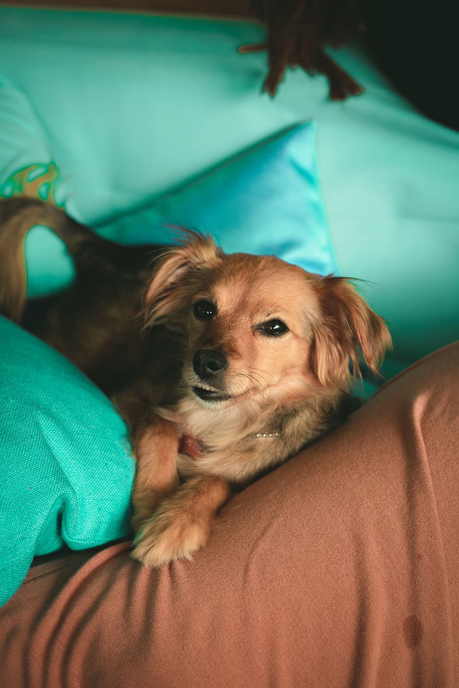 Photo of Dog Lying on Sofa, animal, animal photography, blur, HD wallpaper