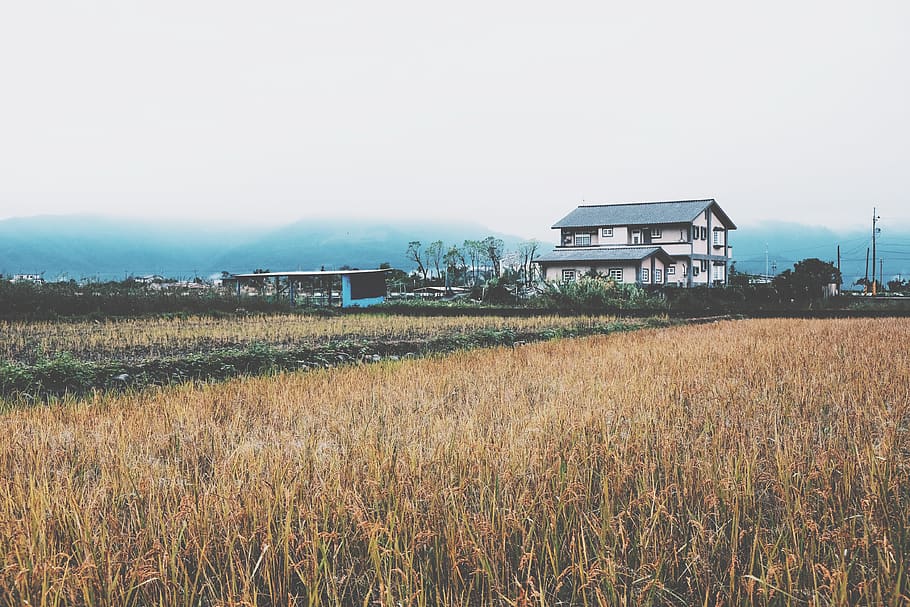house, paddy field, farm, nature exploration, big nature, exploring taiwan