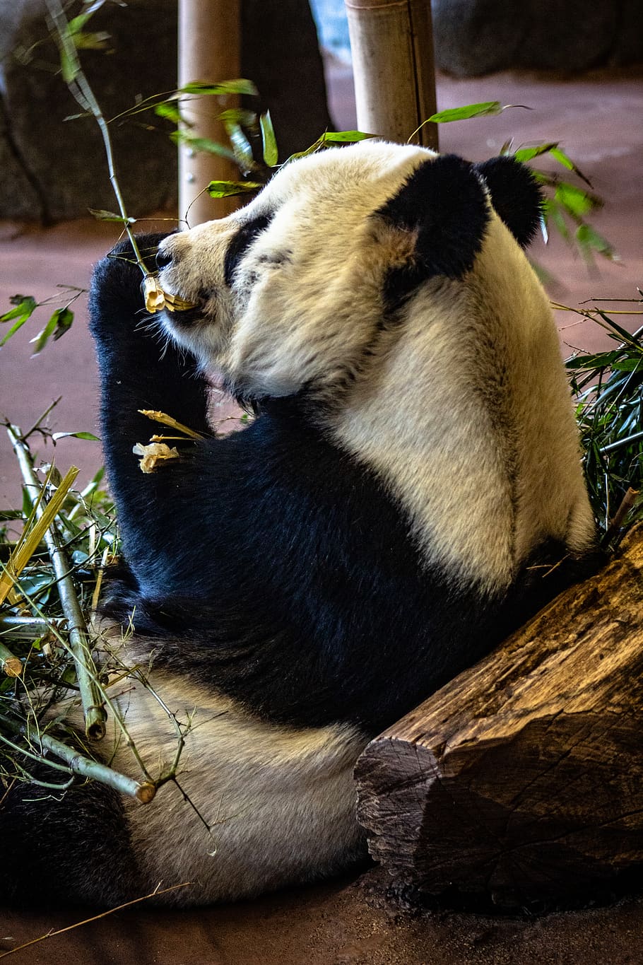 panda on concrete ground, bear, memphis zoo, animal, wildlife HD wallpaper