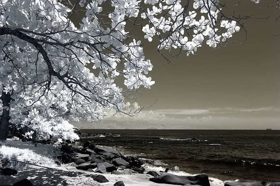 White Tree Beside Seashore Photo, amazing, beach, bedrock, black and white, HD wallpaper
