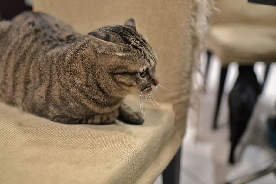 cat, feline, animal themes, pets, domestic cat, mammal, domestic animals HD wallpaper