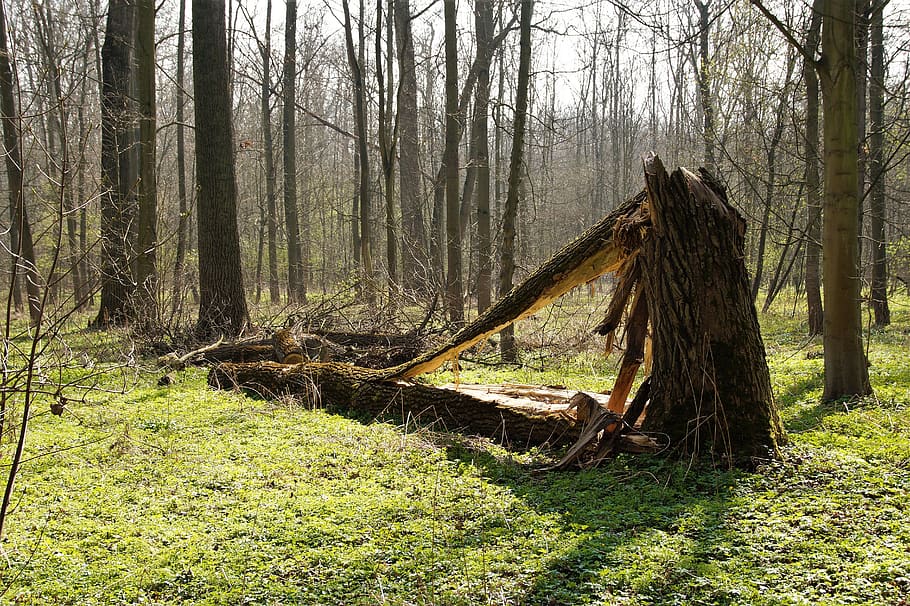 forest, spring, green, deciduous, broken, tree, fallen, chips HD wallpaper