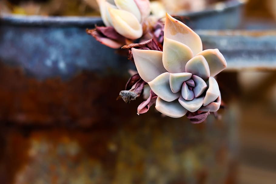 flower, succulent, rust, garden, macro, wallpaper, flower wallpaper HD wallpaper