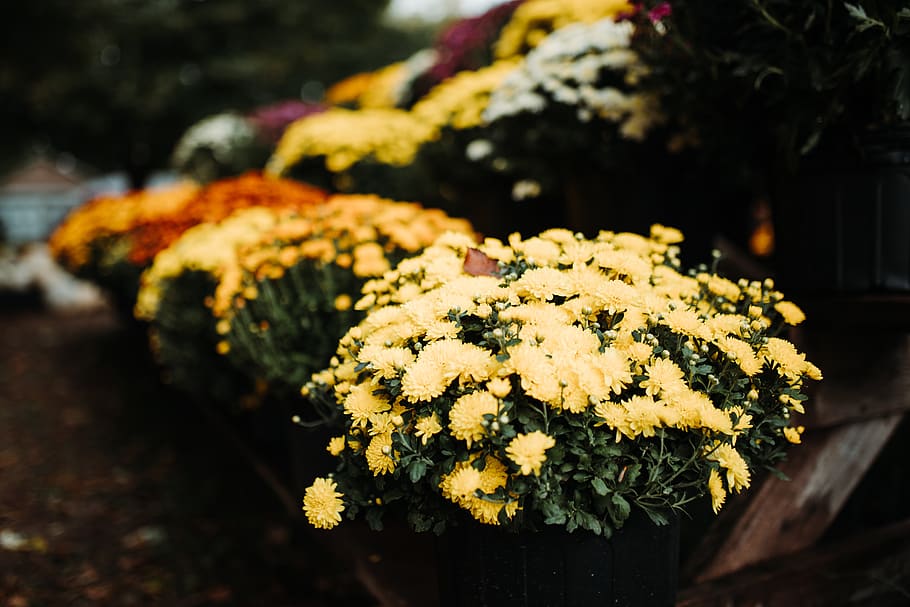 yellow flower, potted plant, flora, jar, pottery, vase, 1722 cr 1900n HD wallpaper