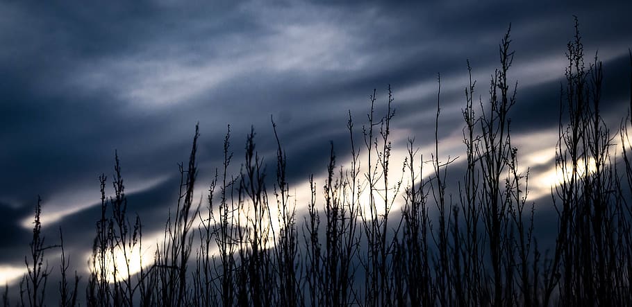 field, cloud - sky, plant, beauty in nature, no people, tranquility HD wallpaper