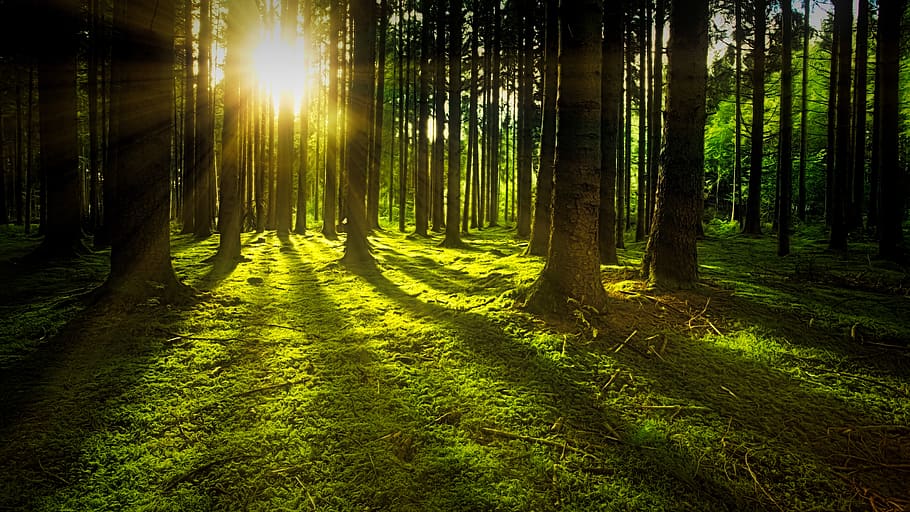 Sunset on Rain-forest, grass, green, landscape, nature, park HD wallpaper