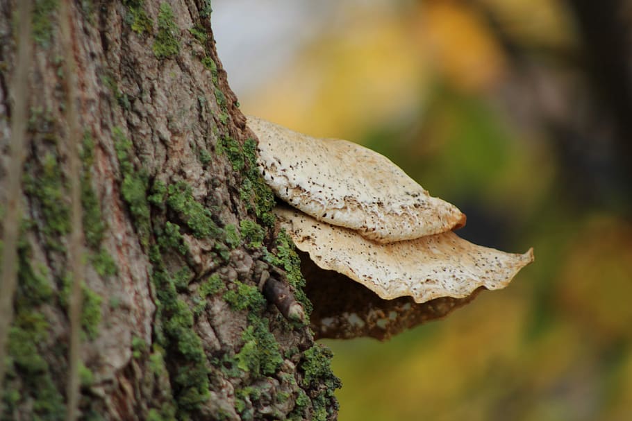 mushrooms, bark, tree, forest, autumn, nature, forest mushrooms HD wallpaper