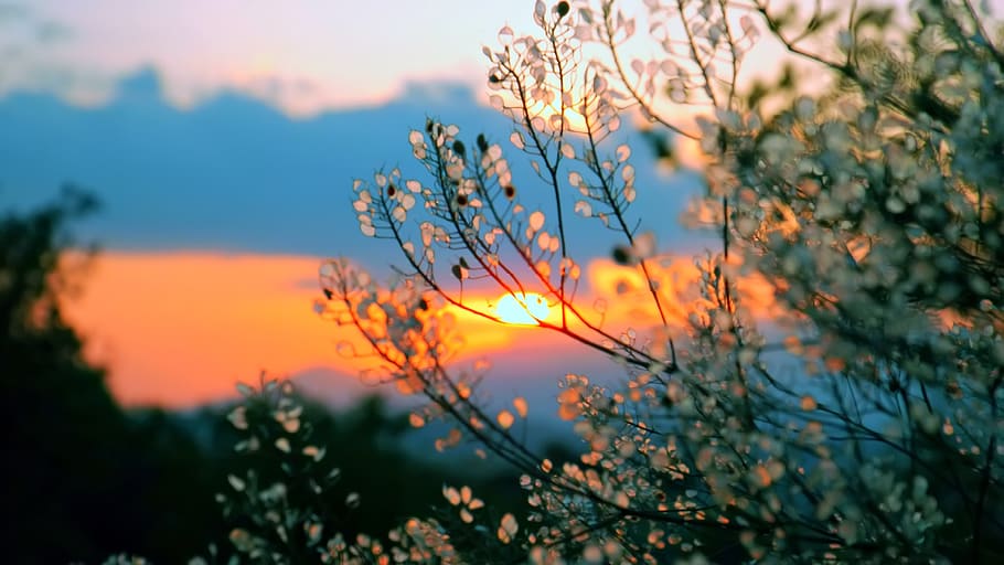 sunset, forest, landscape, nature, outdoors, scenic, dawn, countryside HD wallpaper