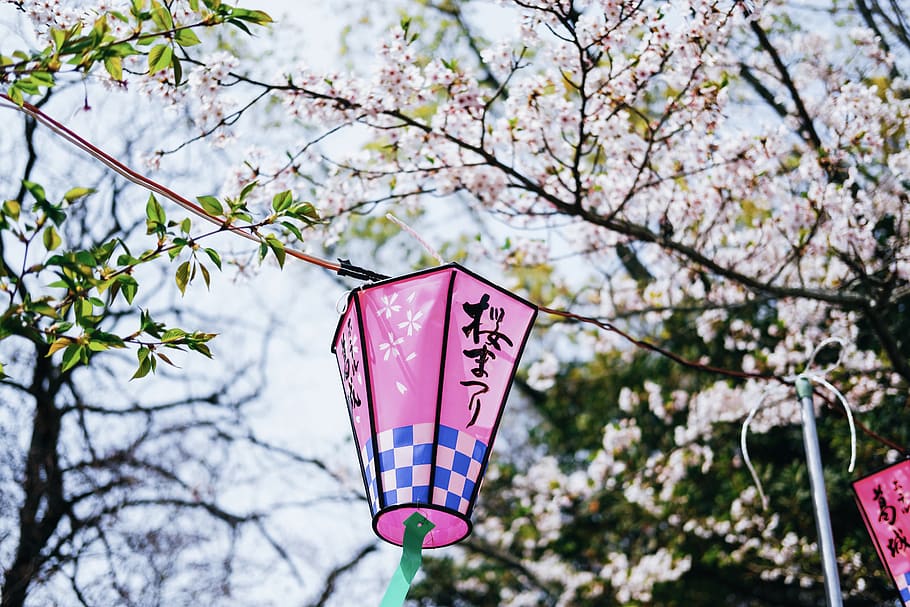 pink and black kanji script lantern, plant, flower, petal, blossom