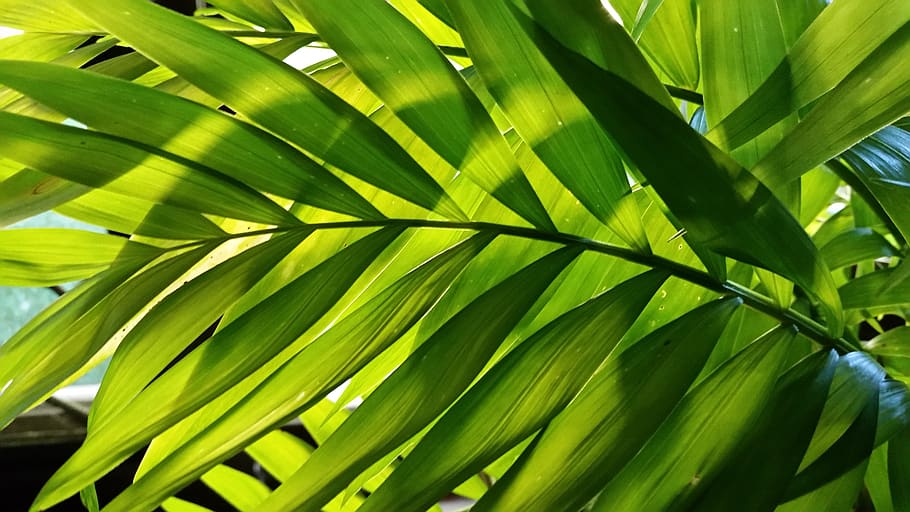 leaf, palm, tree, garden, nature, plant part, green color, growth HD wallpaper