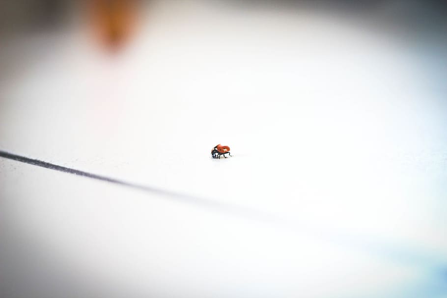 ladybug, red, invertebrate, insect, animal themes, one animal, HD wallpaper