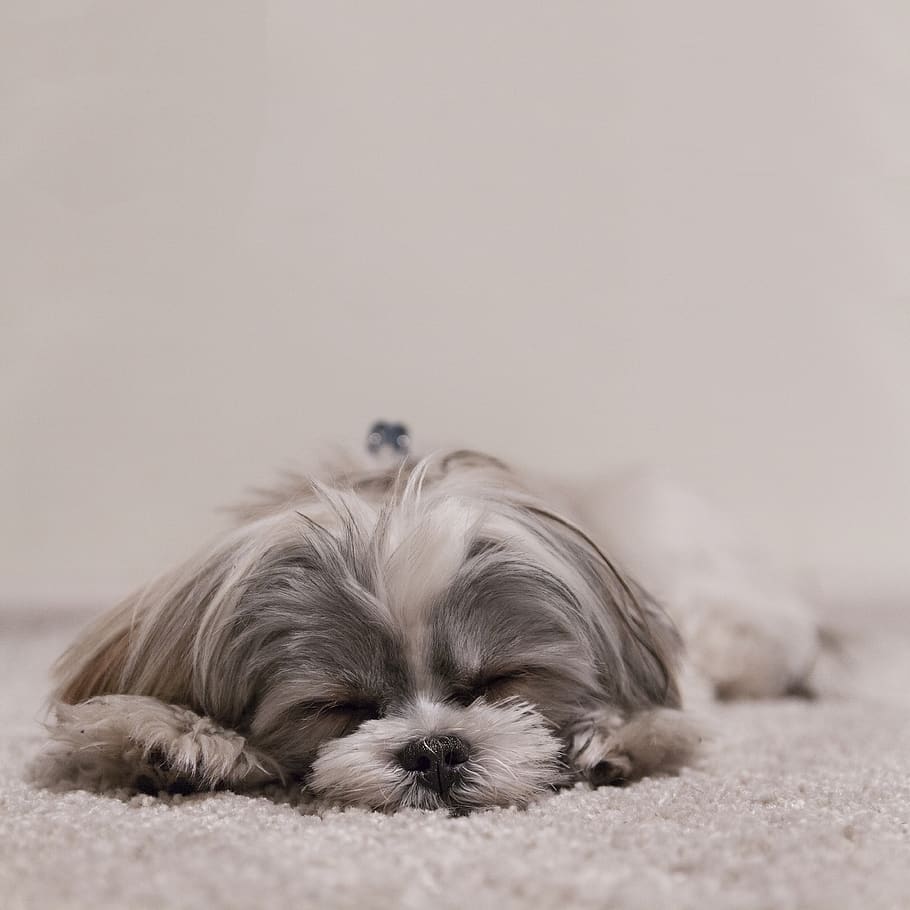 white and gray dog, one animal, animal themes, canine, mammal HD wallpaper
