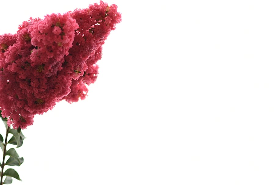 trees, bees, insects, plants, flowers, studio shot, white background HD wallpaper