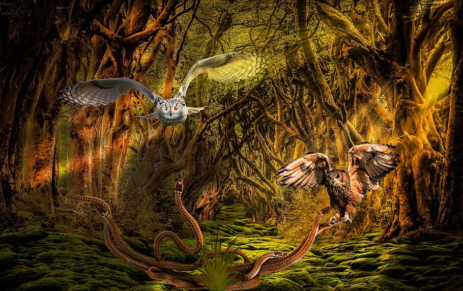 HD wallpaper: forest, moss, landscape, nature, owl, snakes, fantasy ...