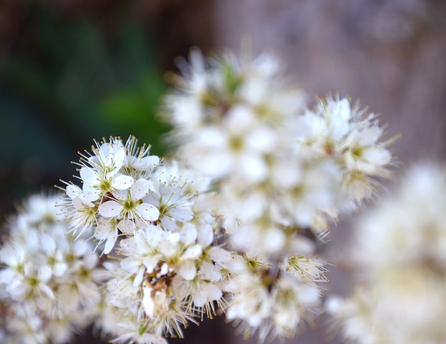 flower, flowering plant, freshness, fragility, vulnerability HD wallpaper