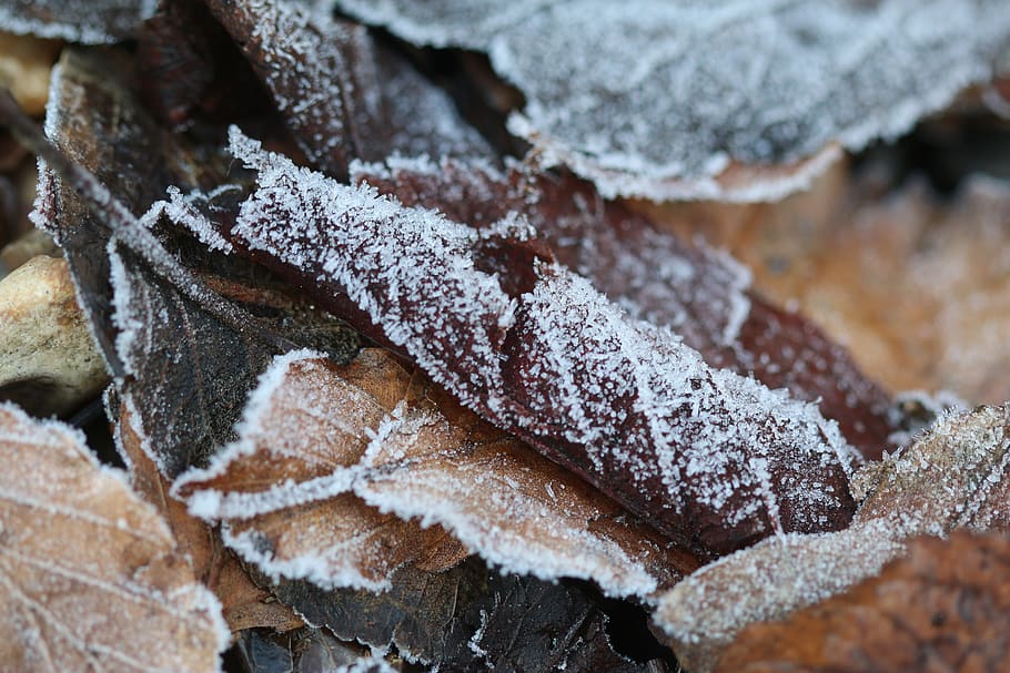 ice, outdoors, nature, frost, snow, winter, cold, macro, leaves, HD wallpaper
