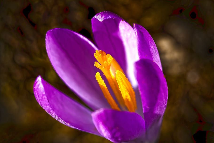 crocus, spring, schwertliliengewaechs, spring crocus, flower HD wallpaper