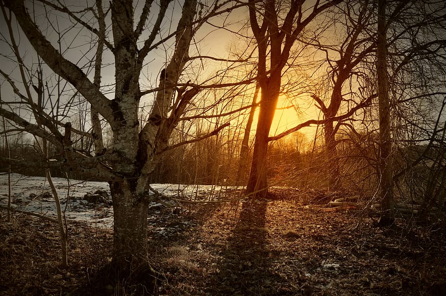 sweden, trees, forest, sun, sunset, sunlight, winter, snow HD wallpaper