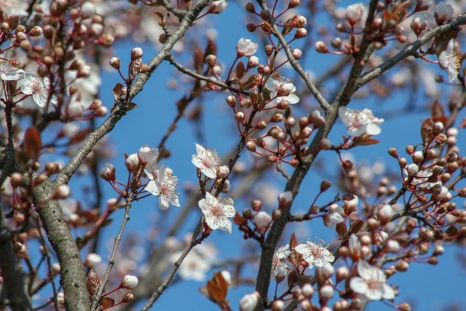 spring, bloom, flowers, blooms at, color, flora, pink, white HD wallpaper