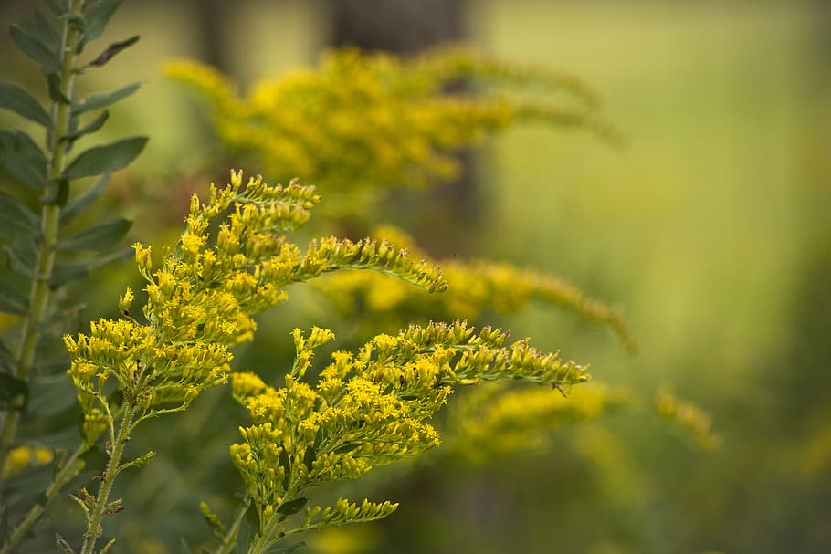 Goldenrod 1080P, 2K, 4K, 5K HD wallpapers free download | Wallpaper Flare