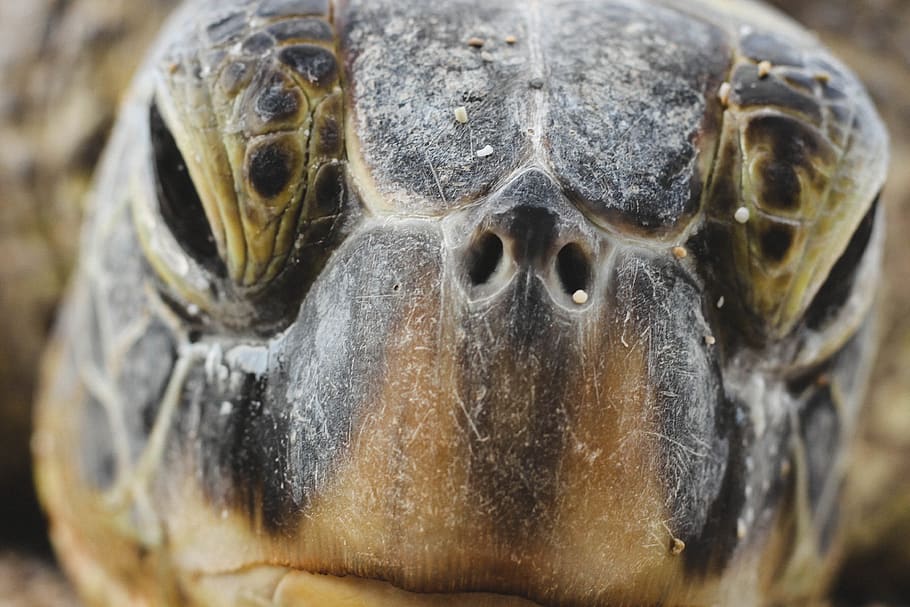 turtle head closeup photography, close-up, animal themes, animal wildlife HD wallpaper