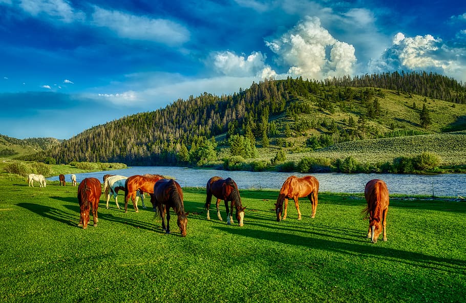 horses, grazing, wyoming, farm, ranch, hdr, america, river, HD wallpaper