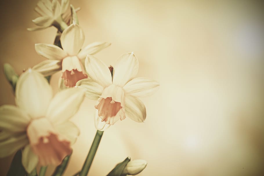 white petaled flowers illustration, plant, blossom, daffodil HD wallpaper
