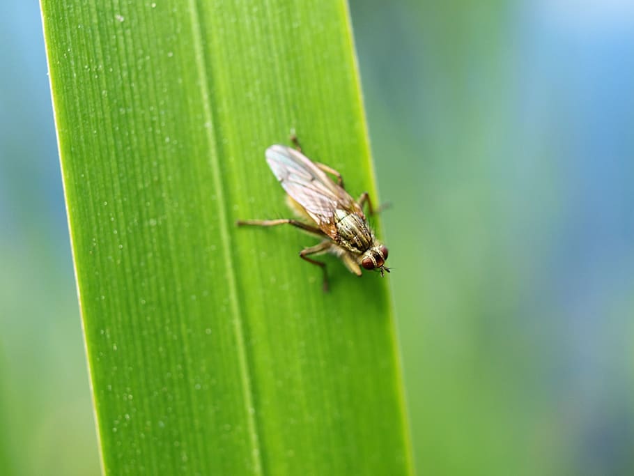 fly, nature, grass, insect, animal wildlife, animal themes HD wallpaper