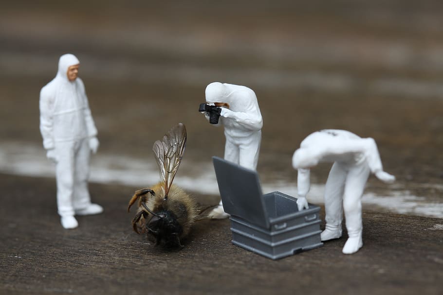 brown bee on surface, animal themes, bird, group of animals, vertebrate HD wallpaper