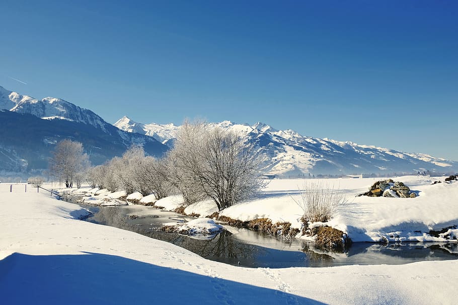 nature, landscape, winter, wintry, snow, snow country sheep HD wallpaper