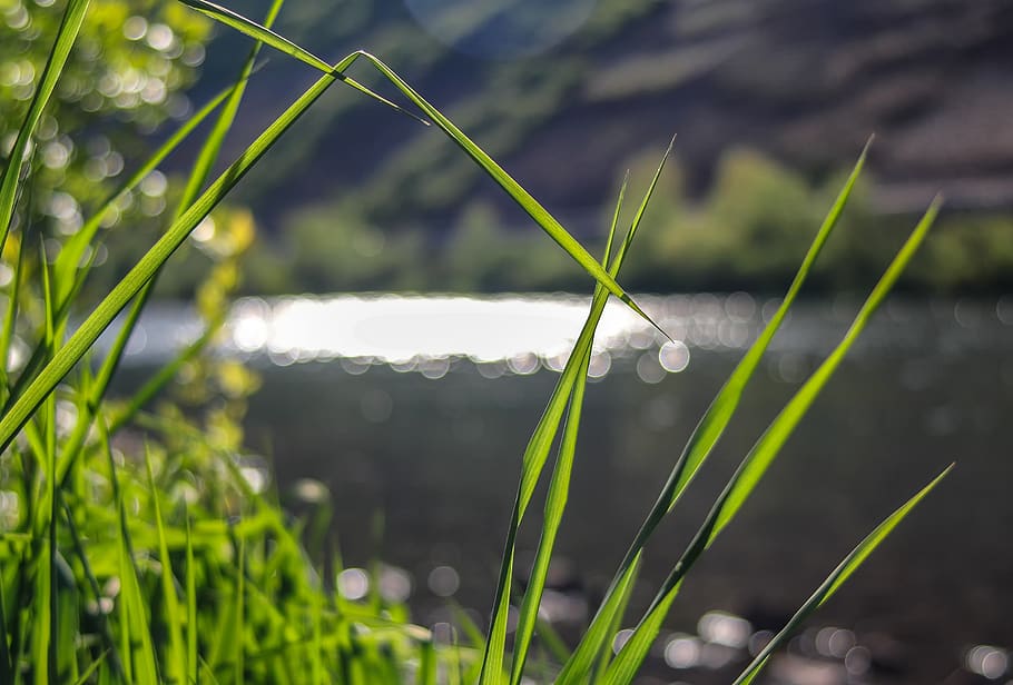 grass, nature, plant, leaf, halm, fresh, green, growth, river HD wallpaper