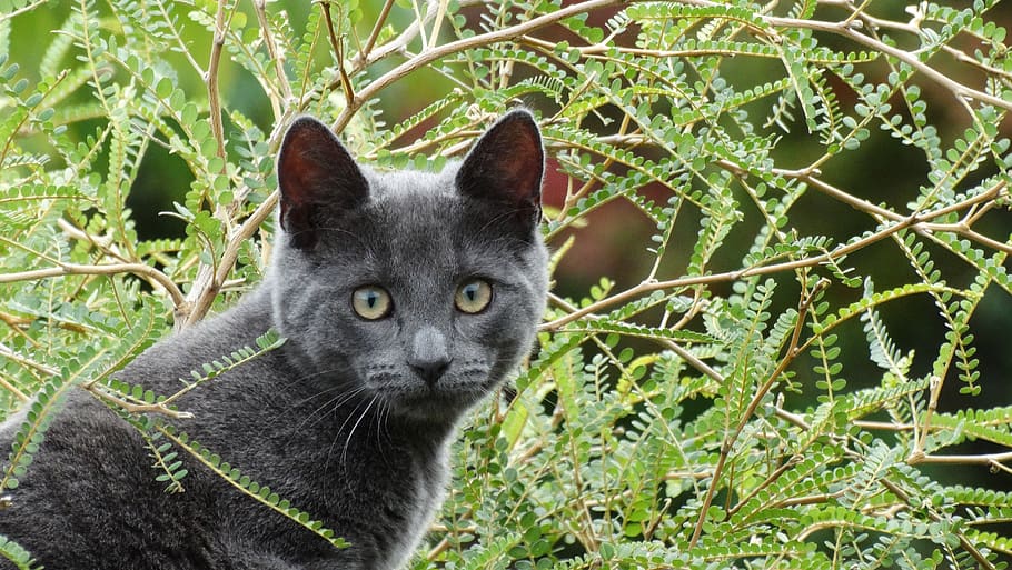 cat, grey, green, nature, pet, kitten, mammal, one animal, pets HD wallpaper
