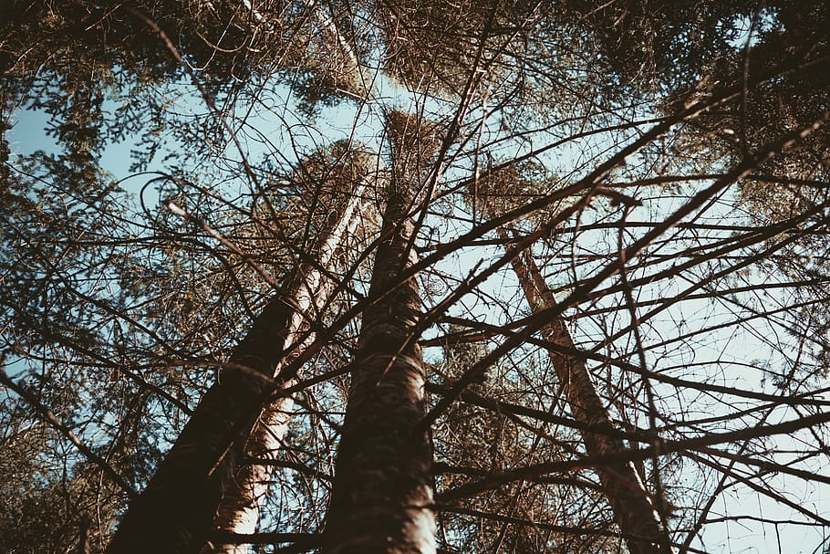 trees, forest, giants, nature, summer, hike, trails, earth HD wallpaper