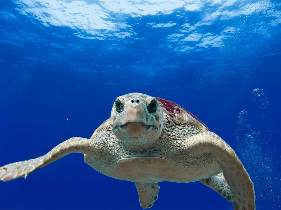 turtle, loggerhead, animal, wild, nature, under, underwater HD wallpaper