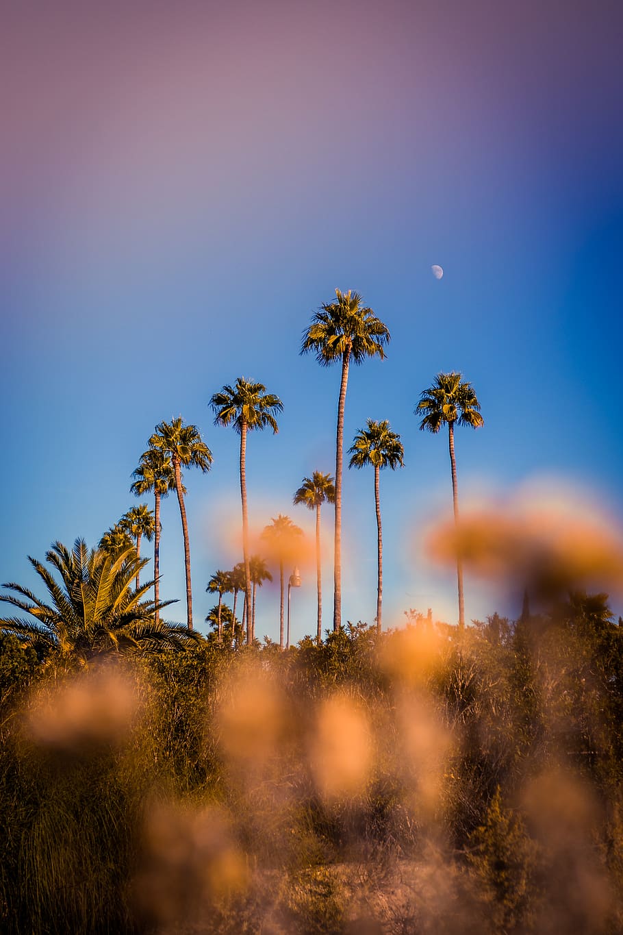 palm tree under blue sky, plant, tropical climate, beauty in nature HD wallpaper