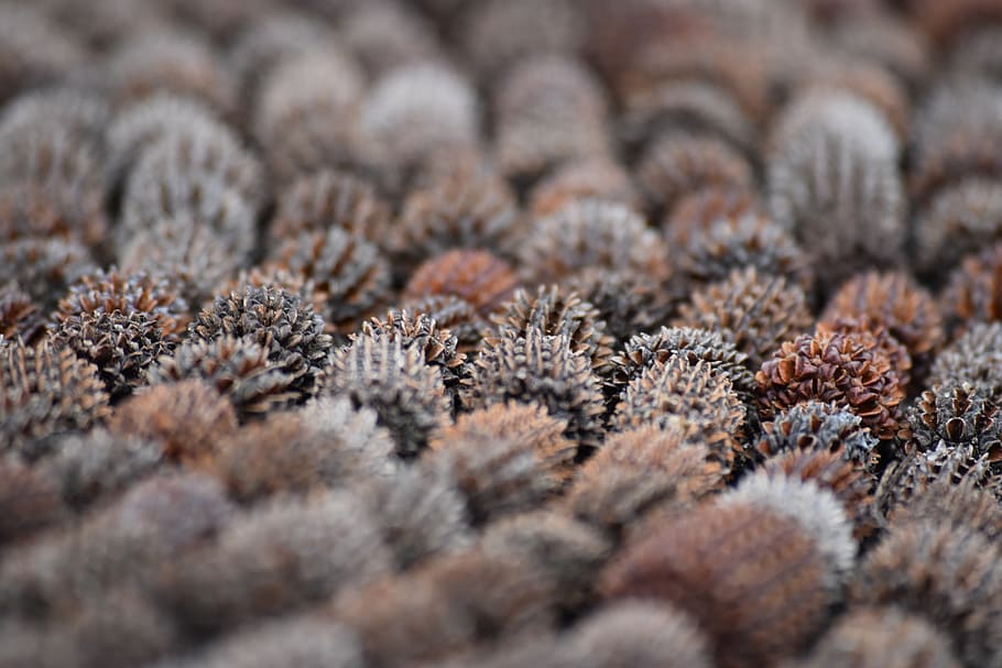 nuts, pine, cones, pinecone, pinecones, selective focus, no people HD wallpaper
