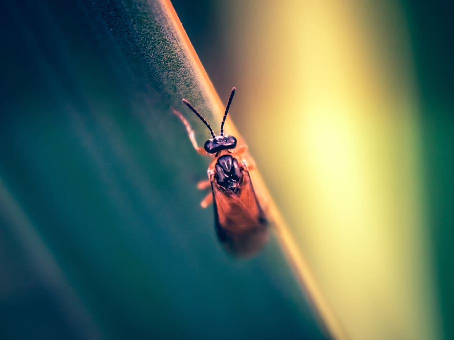 nature, bug, insect, wildlife, beetle, delicate, invertebrate HD wallpaper