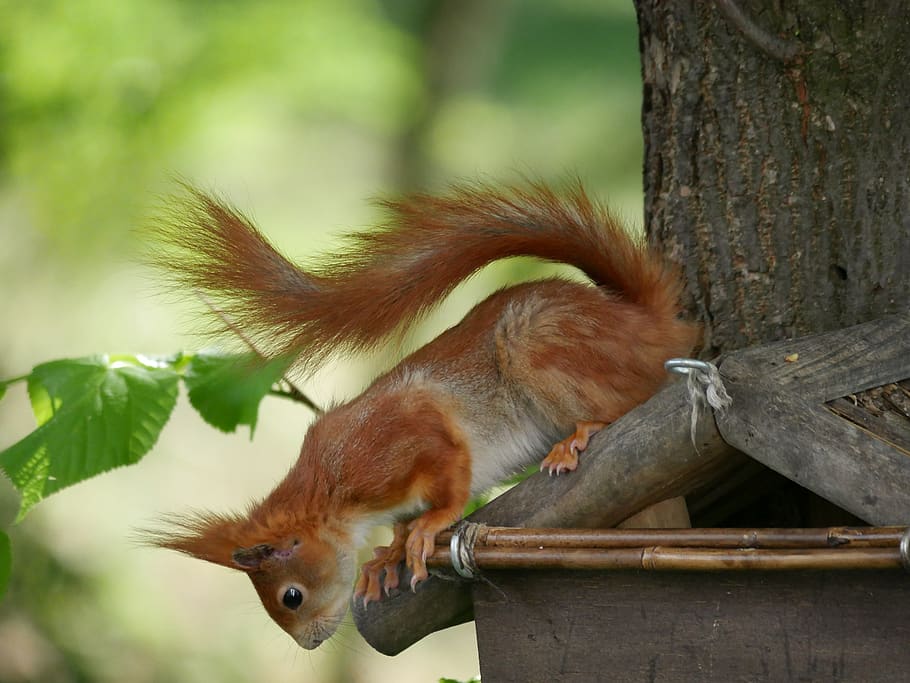 animals, squirrel, rodents, curious, animal themes, one animal HD wallpaper
