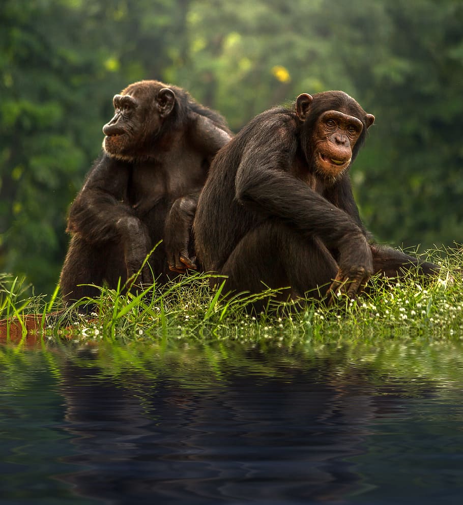 two, brown, chimpanzee, animals, wild, jungle, grass, green HD wallpaper
