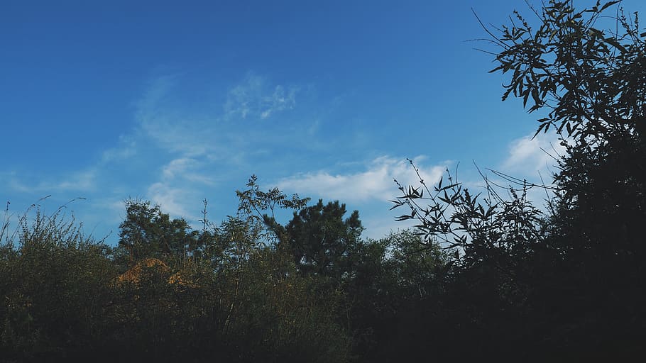 sky, sunshine, tree, plant, cloud - sky, growth, beauty in nature HD wallpaper