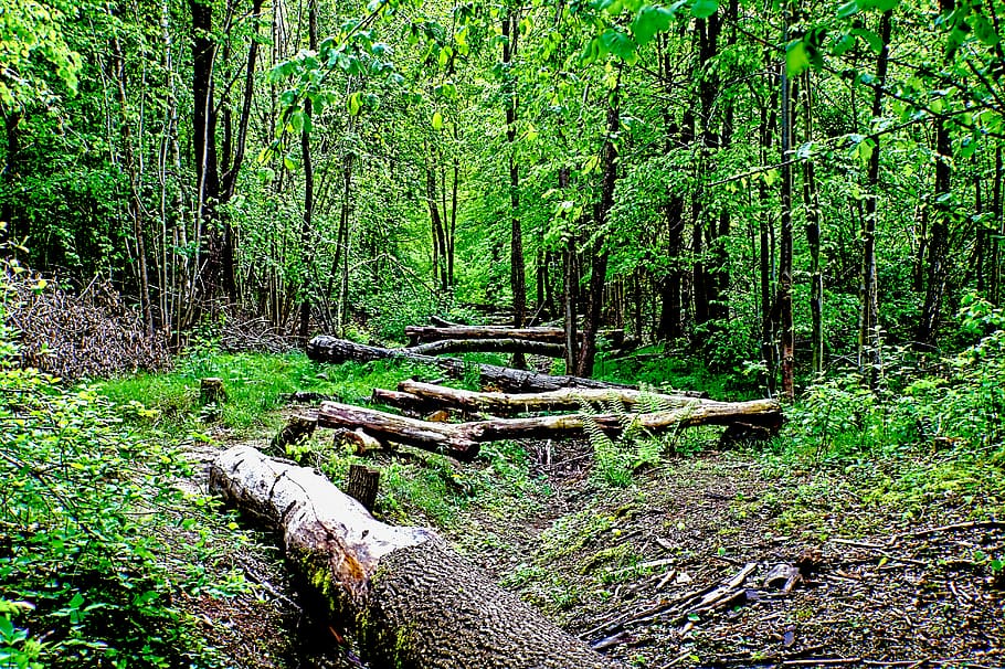 ground, plant, tree, vegetation, nature, outdoors, land, forest HD wallpaper